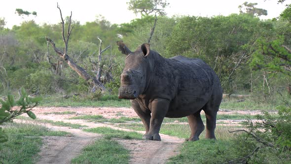 A dehorned white rhino with notched ear stands in the wilderness on a small road.