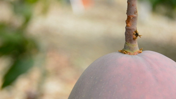 Fruit Mango Hanging of Branch