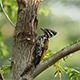 Common Flameback Woodpecker (Dinopium javanense) 2 - VideoHive Item for Sale