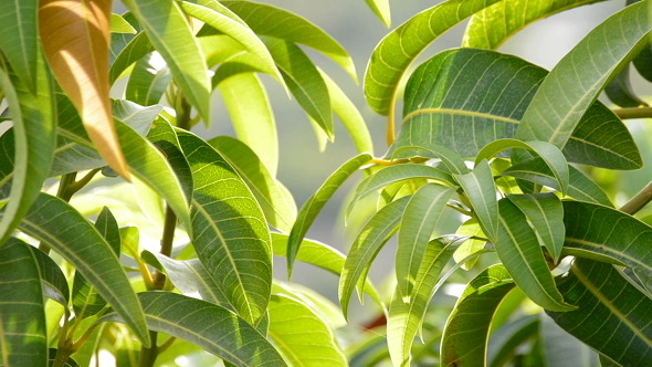 Leaves of Mango Fruit Tree alt