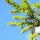 Young Pine Tree at the Summer - VideoHive Item for Sale