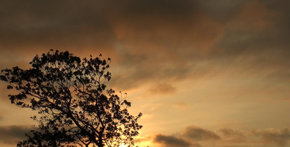 Tree Against the Sky 1 alt