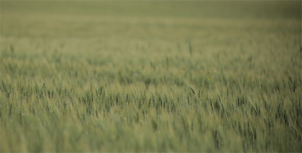 Set of Three Summer Wheat Files - Full HD