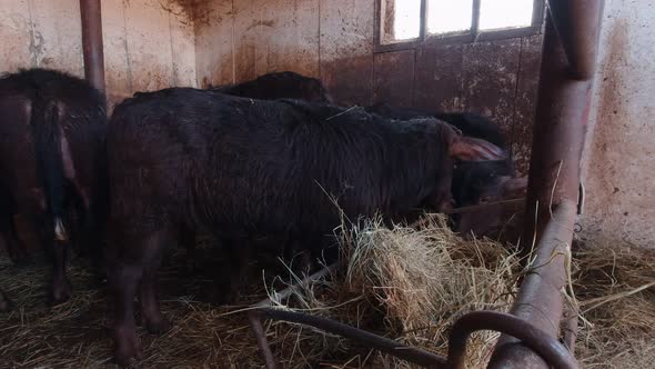 Buffalo Calves Eat Hay