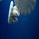 Jellyfish - VideoHive Item for Sale