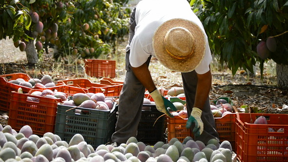Farmer Collecting Mangoes Fruit in Plantation