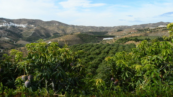Plantation of Mango Trees