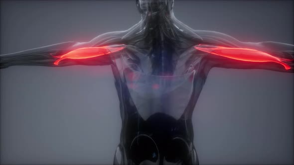 Selected Muscle Anatomy Map alt