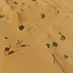 Camel Desert - VideoHive Item for Sale