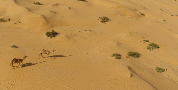 Camel Desert