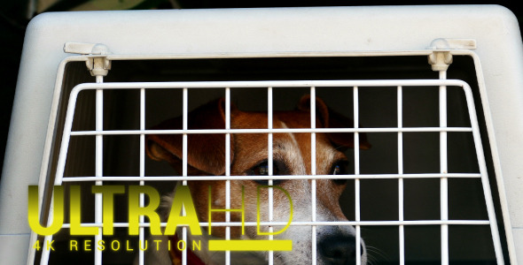 Dog in Cage 1