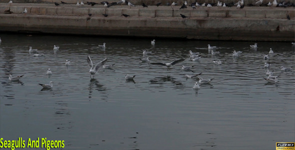 Seagulls And Pigeons