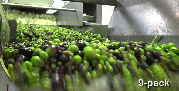 Washing Olives