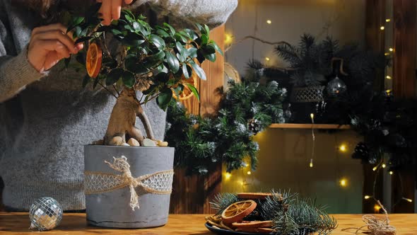 Young Woman Makes Christmas Ikebana