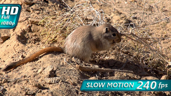 Gopher Drags Twig