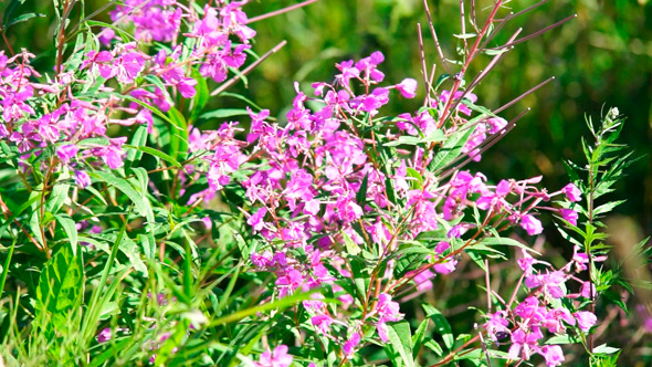 Impatiens Glandulifera Pink Flowers