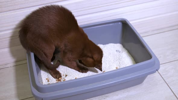 Burmese kitten on white floor plays in tray with sand