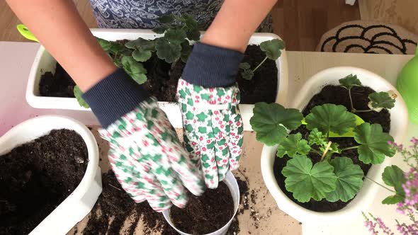 Transfer Of Geraniums To Another Pot. The Woman Transplants The Plant Into Another Pot.