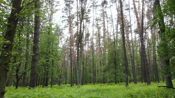 Summer Forest with Pine Trees Slow Motion