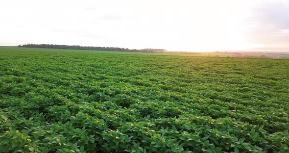 4K Aerial view of plantation field in Brazil in the morning with sunlight. Beautiful soybean plantat