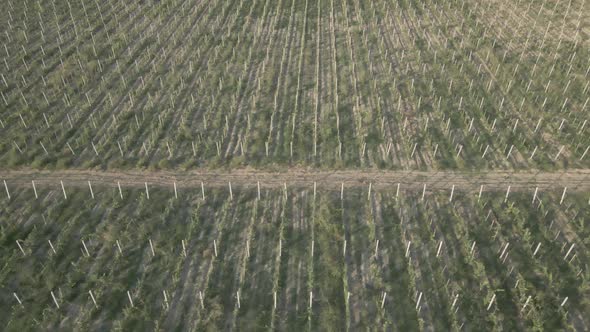 Aerial flight over beautiful vineyard landscape in Kakheti, Georgia