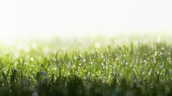 Fresh Watered Grass in the Garden