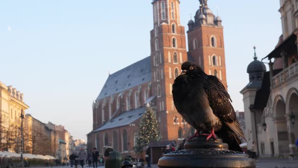 Pigeon on Krakow main square, Poland