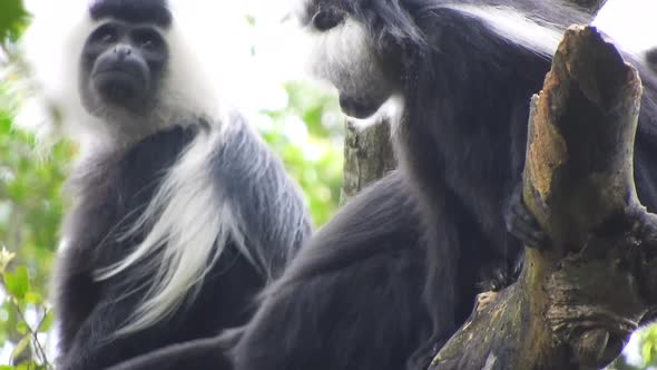 Black White Colobus and Colobi Monkeys at Natural Environment on Rainforest Trees in Africa