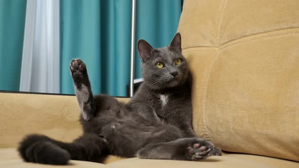 Grey Fluffy Funny Cat with Raised Paws Sits in Comfortable Beige Sofa Corner