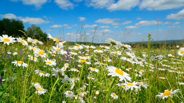 Daisies On A Meadow Under Blue Sky