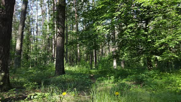 Trees in the Forest By Summer Day