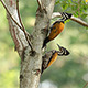Common Flameback Woodpecker (Dinopium Javanense) - VideoHive Item for Sale