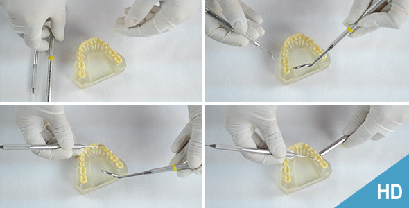 Dental Check Up on Education Dental  Models