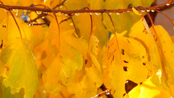 Tree Branches With Water Drops After The Rain