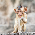 Long tailed macaque monkeys relaxing in Thailand - PhotoDune Item for Sale