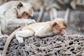 Long tailed macaque monkeys relaxing in Thailand - PhotoDune Item for Sale