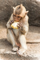 Long tailed macaque monkeys relaxing in Thailand - PhotoDune Item for Sale