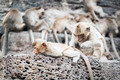 Long tailed macaque monkeys relaxing in Thailand - PhotoDune Item for Sale
