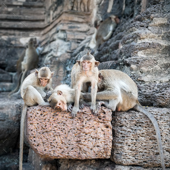 Yot temple ruins. Lopburi, Thailand travel destinations