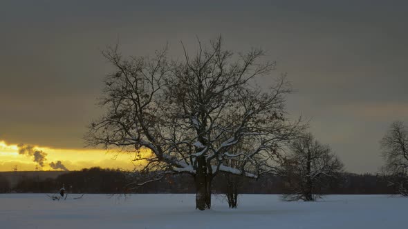 Lonely Trees Stand in a Winter Field Against the Backdrop of an Orange Sunset.