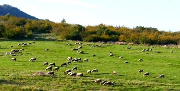 Flock of Sheep ( Miniature Effect) 1