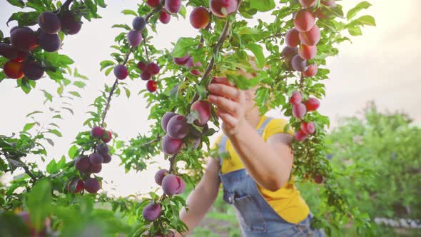 Farmer harvests plums. Farmer's hands. Worker in the orchard