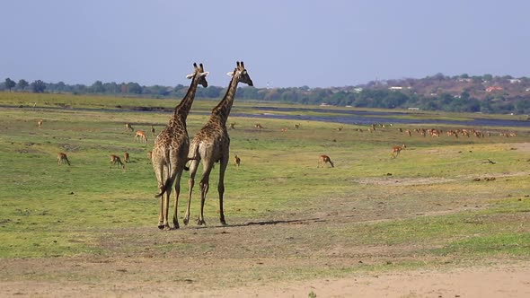 Two mature giraffes walk slowly on savanna full of antelope, near town