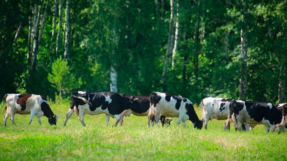 Herd Of Cows On Pasture