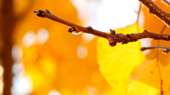 Tree Branches With Water Drops After The Rain alt