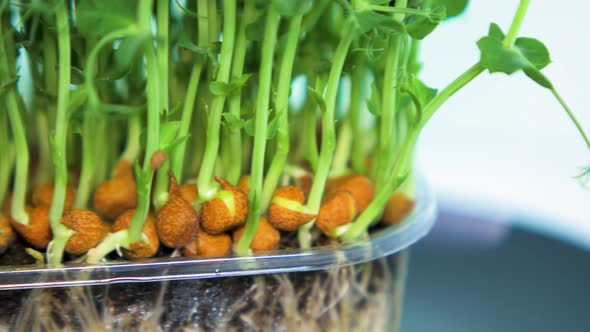 Fresh green raw pea sprouts in the box rotate slow on a black dish on light blue background, healthy