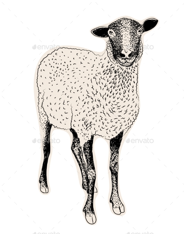 Hand Drawn Sheep