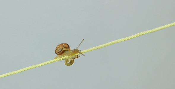 Snails CreepingTogether Along A String alt