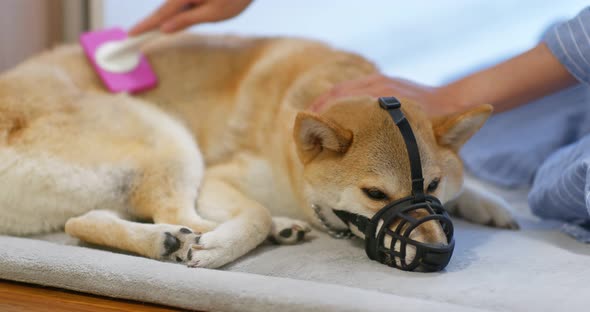 Shiba inu with muzzle