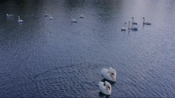 A Flock of White Wild Swans Calmly Swims on a Country Lake